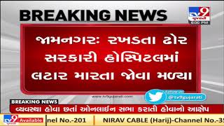 Jamnagar: Stray cattle seen roaming inside GG hospital premises, video goes viral | TV9News