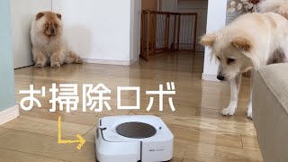 Cleaning robot VS dogs