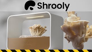 Shrooly , Growing Mushrooms at Home, The Full Review