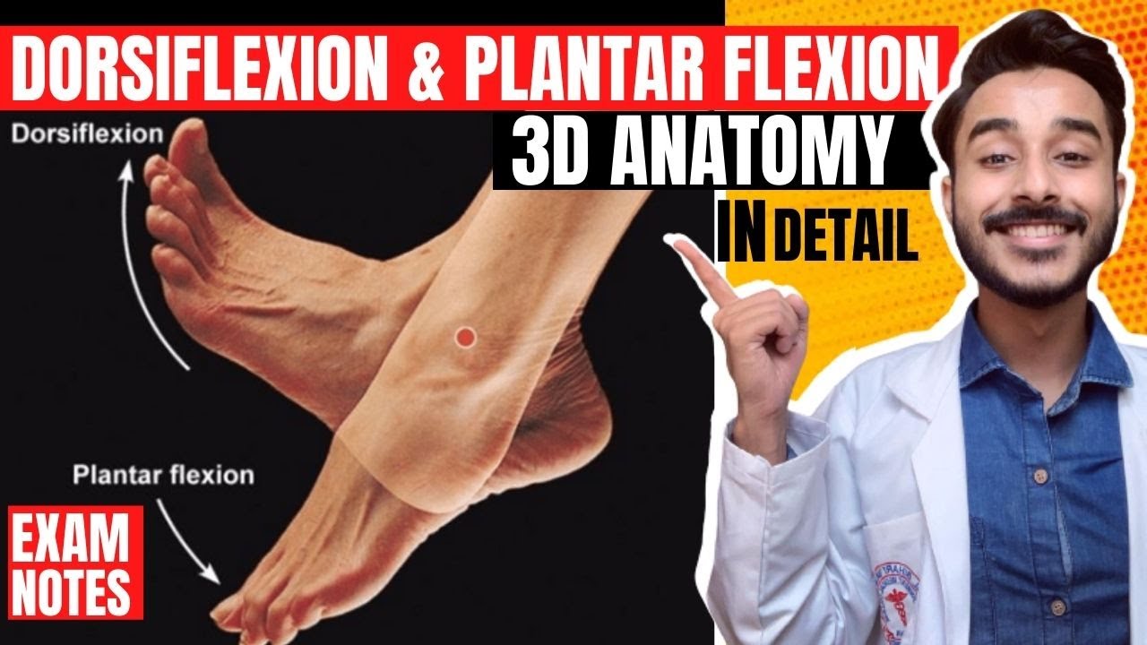 Dorsiflexion And Plantar Flexion Of The Foot Anatomy Body 40 Off