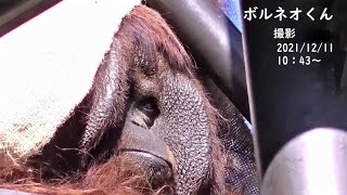 ボルネオくんはスカイウオーク塔の上　キューさんは屋内ブース　オランウータン　多摩動物公園　No66-2　383