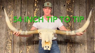 HOW TO European mount a LONGHORN SKULL