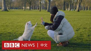 你會克隆你的寵物嗎？－ BBC News 中文