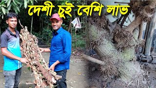 ওঠানো হচ্ছে চুইঝাল, সুপারি বাগান থেকে