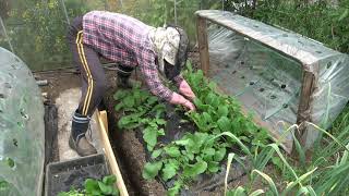 菜園だより210428収穫・bb鉢増し手入れ