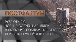 Рубають ліс: чорні лісоруби напиляли в лісосмузі поблизу Новопілля дерев на 10 мільйонів гривень