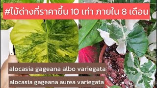 ไม้ด่างที่ราคาขึ้น 10 เท่า หูช้างด่างเหลือง \u0026 หูช้างด่างขาว