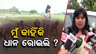 ମୁଁ କାହିଁକି ଧାନ ରୋଇଲି ?    | Odisha Reporter