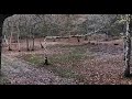 شکار گله گراز وحشی در جنگل های بکر wild boar in iran