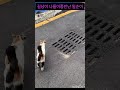 나들이나온 길고양이 cat 재미로고양이 집사