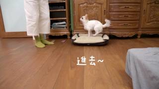 About Dogs 🐶｜籠內訓練－教狗狗「進去」任何地方