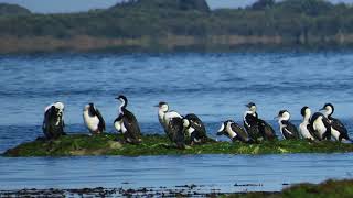 Imperial Shags (Leucocarbo atriceps)