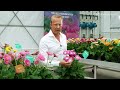 highlight video garvinea® garden gerberas by hilverdaflorist