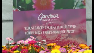 Highlight video: Garvinea® garden Gerberas by HilverdaFlorist