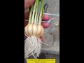 grow garlic using hydroponic technique💦 ।। shorts trending youtubeshorts @gardentourchannel