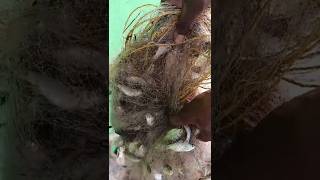 ଏତେ ସାରା ମାଛ//Amazing fish catching//#shorts #fishing #trending