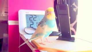 セキセイインコ　2015年3月27日　おしゃべりノリノリ