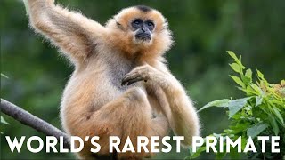 Most Endangered Species in the World 2023 | Wild Biosphere