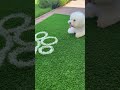 Dog Paw Pattern Pet Artificial Grass Mat :www.vonhotshop.com #petgrass #cutedog #syntheticgrass #pet