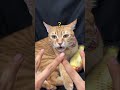 Confusion at its best #funny #viral #cat