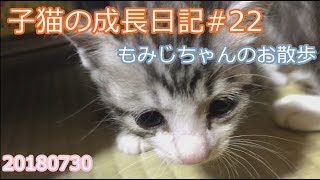 パステル三毛とサバ白の子猫の成長日記#22 もみじちゃんの散歩 20180730