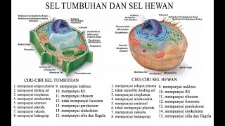 Materi 1. Struktur \u0026 Fungsi Sel, Mata Kuliah Biologi Umum - Prodi AGP Faperik UM Kupang