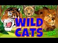 BIG CATS / WILD CATS OF THE WORLD. ANIMALS. WOULD YOU RATHER BRAIN BREAK EXERCISE FOR KIDS. -GHN/MTA