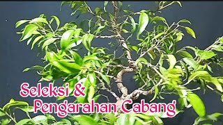 Perawatan Bonsai Beringin Philipine Hasil Dari Cangkok @PakdheAgung790 #ab-306 #bonsai #perawatan