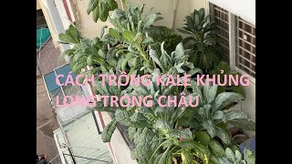 Chia sẻ cách trồng Kale khủng long trong chậu