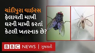 Chandipura Virus: ફેલાવતી માખી sand fly કેવી રીતે પેદા થાય છે?