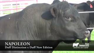 Duff Napoleon - Angus Negro