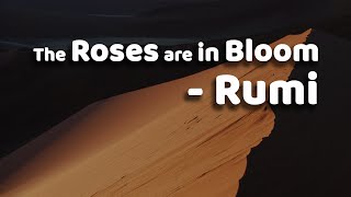 The Roses are in Bloom - Rumi