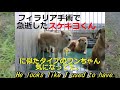 保護犬活動始めましたrescuedogreport茨城県動物指導センター笠間市rescuedog lostdog引き出し　殺処分ゼロ