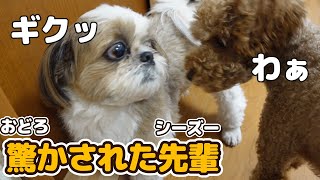 【ママをビックリさせようと待ち伏せしてたら逆にビックリさせられた犬】【シーズー犬Vlog】