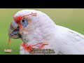 which one do you have 21 species of cockatoo.