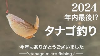 年内最後？のタナゴ釣り。tanago micro fishing @sawayakastyle