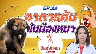 คันจริง คันจัง อาการคันในน้องหมา | ตอบปัญหามะหมา EP.29