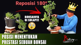 MENEMUKAN POTENSI TERBAIK BAHAN BONSAI, LEWAT SEBUAH POSISI