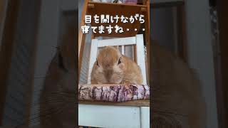 【うさぎカフェ】寝ていますよね？・・・いいえ、寝ていません！　#Shorts #うさぎカフェ #うさぎ #bunny