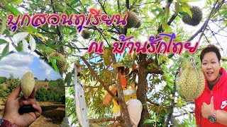 บุกสวนทุเรียน​กลางป่า​ บ้านรักไทย