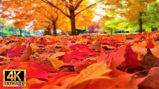 2 Hours Magic Autumn Nature Scenery Relaxing Music | Best Relaxation Time