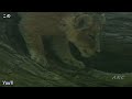 木から降りれない！ ライオン 赤ちゃん と家族たち もふもふ パパの役目 カラハリ砂漠 cutebaby lioncubs 肉球 kalahari lionking kawaii