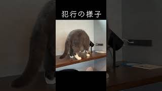 犯行の様子 #shorts #エキゾチックショートヘア #猫 #cat #exotic shorthair