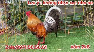 16/05/24 #top3 siêu phẩm . Z0LA 0971.56.56.61 Trại Gà Trọng Nhân #thinhhanh #đềxuất #trending #gàvip