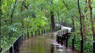 A Walking Path Deep into the Forest - Find Peace of Mind with the Refreshing Healing Rain Sounds