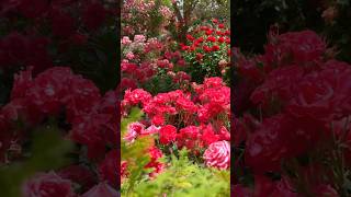 red flowers garden 🌺🌸💮