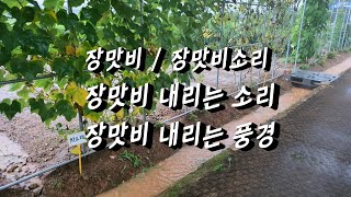 장맛비 / 장맛비 소리 / 장맛비 내리는 소리/ 장맛비 내리는 풍경