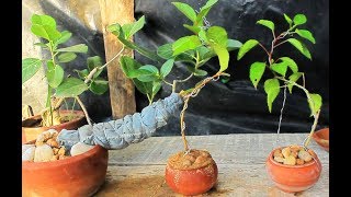 guava bonsai making guava bonsai making