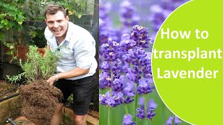 How to transplant lavender and how to plant lavender as a companion plant in the vegetable garden.