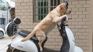 The dog jumped into the car, he just wanted to protect the softest affection in his heart